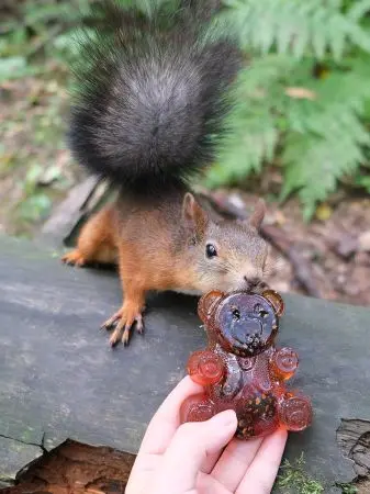 Мармелад сосновый МИШКА на пектине с сосновой шишкой Мармелад сосновый МИШКА на пектине с сосновой шишкой